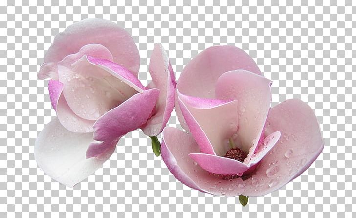 Magnolia Cut Flowers PNG, Clipart, Blossom, Floral Design, Flower, Flowering Plant, Lilac Free PNG Download