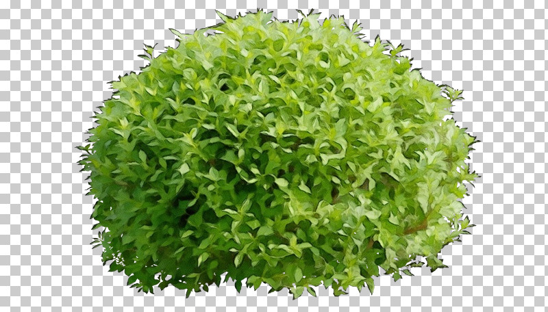 Grass Aquarium Decor Plant Green Leaf PNG, Clipart, Aquarium Decor, Flower, Grass, Green, Groundcover Free PNG Download