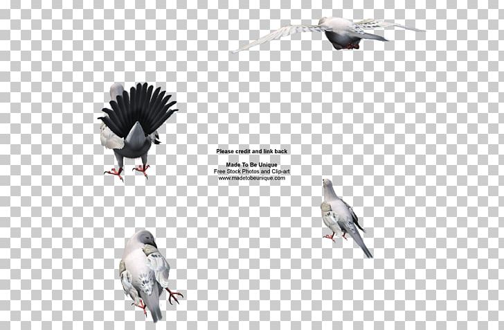 Columbidae Mourning Dove Artist PNG, Clipart, Art, Artist, Beak, Bird, Columbidae Free PNG Download