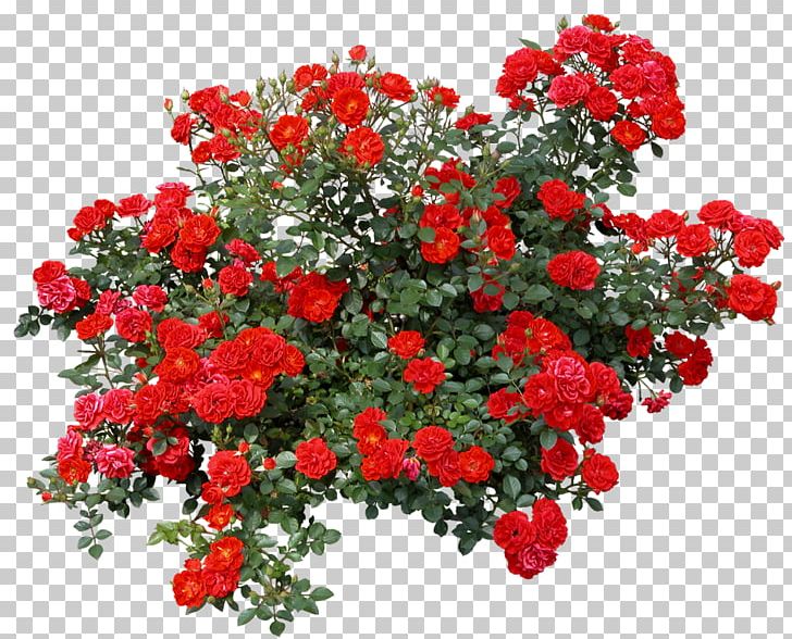 Garden Roses Desktop PNG, Clipart, Annual Plant, Desktop Wallpaper, Floral Design, Floribunda, Floristry Free PNG Download