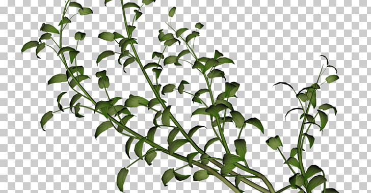 Vine Watercolor Painting Plant Wall PNG, Clipart, Branch, Clip Art, Color, Flora, Flower Free PNG Download