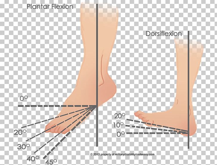 Ankle Dorsiflexion Flexie Plantarflexion Plantar Fasciitis PNG, Clipart, Abdomen, Ache, Angle, Ankle, Arm Free PNG Download
