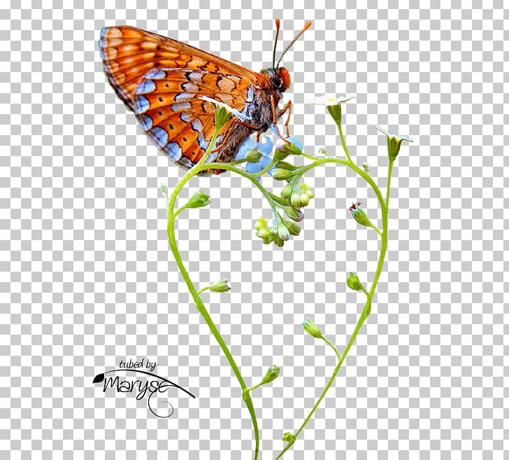 Monarch Butterfly Papillon Center / Dr. Christine McGinn Moth PNG, Clipart, Animal, Arthropod, Brush Footed Butterfly, Butterflies And Moths, Butterfly Free PNG Download