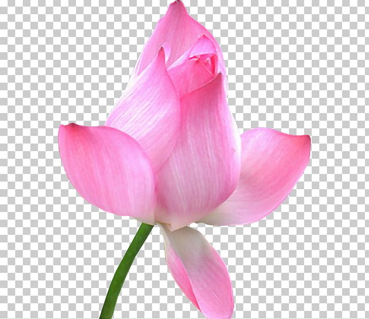 Nelumbo Nucifera Flower Water Lily PNG, Clipart, Aquatic Plant, Blume, Bud, Flower, Flower Bouquet Free PNG Download