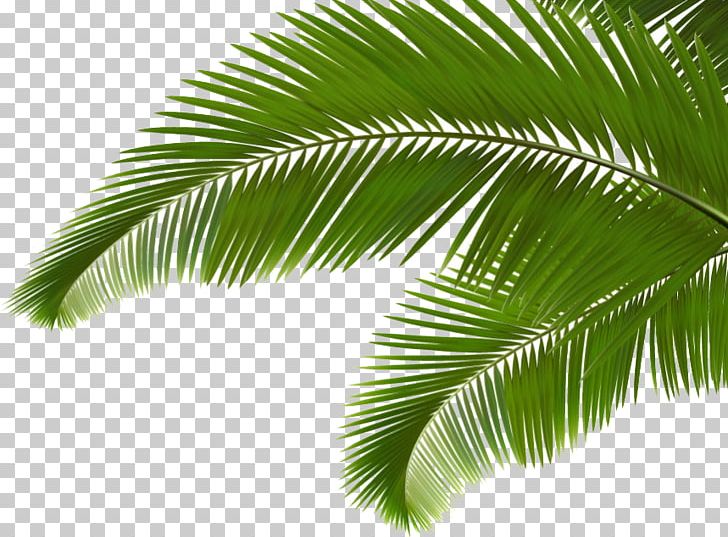 Palm Branch Arecaceae Leaf Frond PNG, Clipart, Borassus Flabellifer,  Cartoon, Coconut, Coconut Leaf, Computer Wallpaper Free
