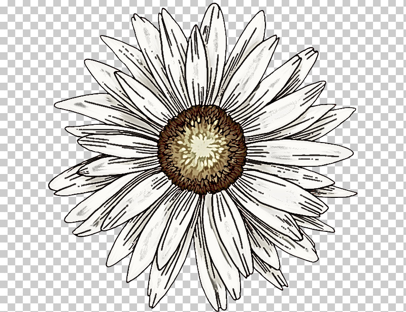 Daisy PNG, Clipart, Aster, Blackandwhite, Camomile, Chamomile, Daisy Free PNG Download