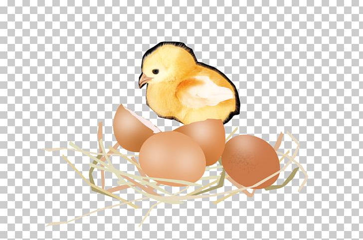 Chicken Egg Chicken Egg Duck PNG, Clipart, Animals, Beak, Bird, Broken, Broken Glass Free PNG Download