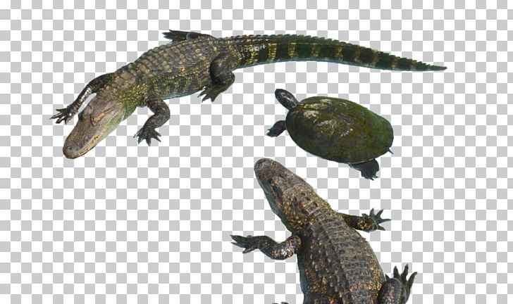 Crocodiles Alligator PNG, Clipart, Alligator, Amphibian, Animals, Computer Icons, Crocodile Free PNG Download