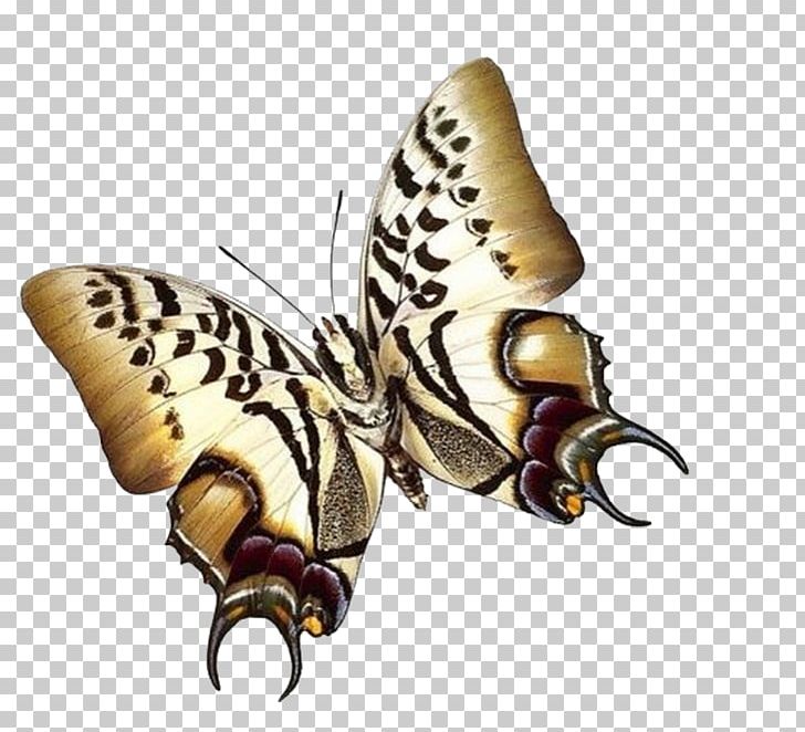 Papillon Dog Butterfly Insect Paper Moth PNG, Clipart, Animal, Arthropod, Blue Butterfly, Butterflies, Butterfly Group Free PNG Download