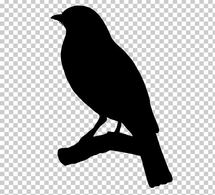 Songbird Silhouette Drawing PNG, Clipart, Beak, Bird, Black And White, Branch, Common Blackbird Free PNG Download