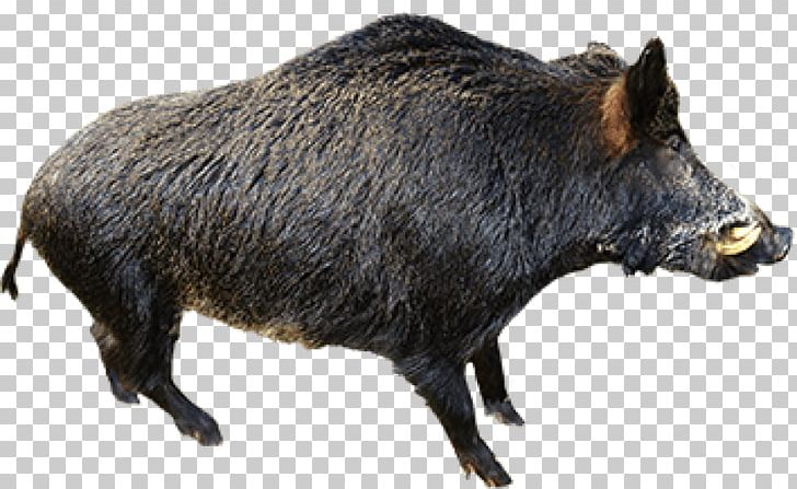 Wild Boar Suidae PNG, Clipart, Boar, Boar Hunting, Fauna, Feral Pig, Hog Free PNG Download