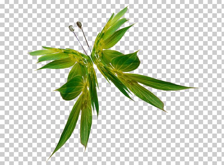 Butterfly Orange Oakleaf Color Plant Stem PNG, Clipart, Animal, Askartelu, Branch, Butterflies And Moths, Butterfly Free PNG Download