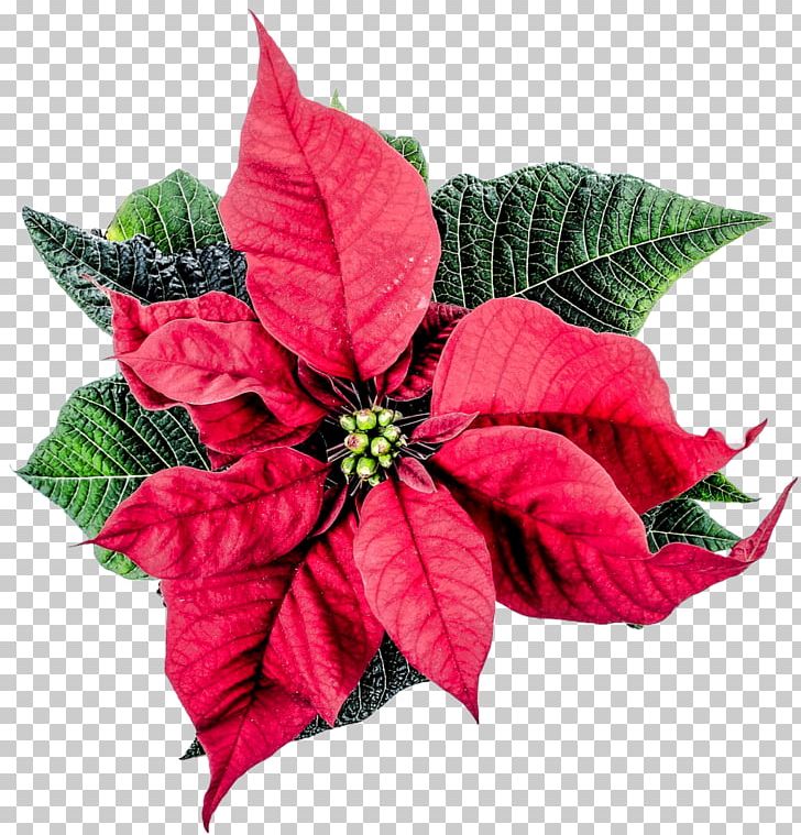 Flower Poinsettia PNG, Clipart, Christmas, Christmas Decoration, Christmas Lights, Christmas Plants, Flower Free PNG Download