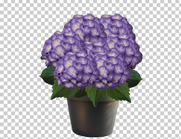 French Hydrangea Plant Violet Pink Cut Flowers PNG, Clipart, Annual Plant, Blue, Cornales, Cut Flowers, Flower Free PNG Download