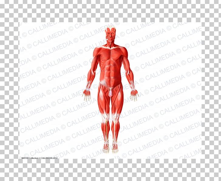Human Body Muscle Human Anatomy Muscular System PNG, Clipart, Abdomen, Anatomy, Arm, Biceps, Bone Free PNG Download