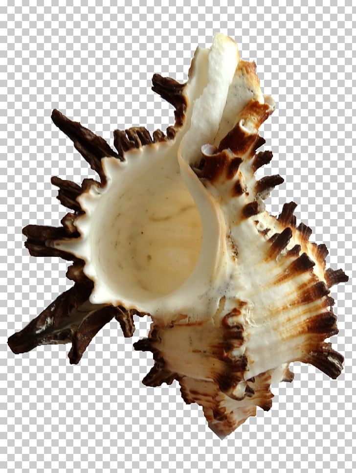 Seashell Clam Conchology Cockle Shankha PNG, Clipart, Animals, Caracola, Clam, Clams Oysters Mussels And Scallops, Cockle Free PNG Download