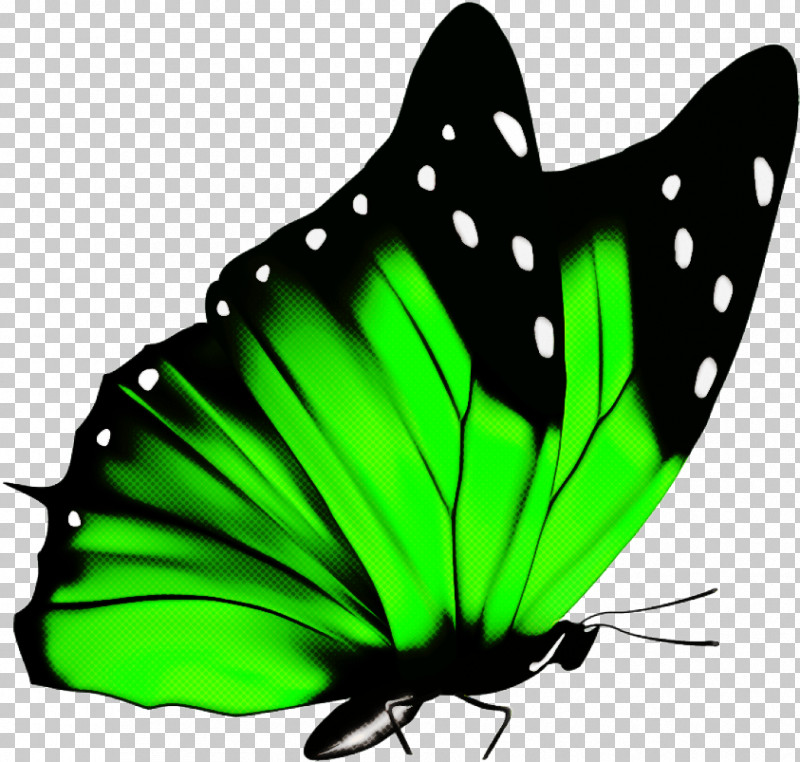 Butterfly Insect Moths And Butterflies Green Pollinator PNG, Clipart, Brushfooted Butterfly, Butterfly, Green, Insect, Moths And Butterflies Free PNG Download