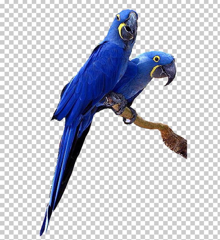 Budgerigar Hyacinth Macaw Parrot Bird PNG, Clipart, Animals, Anodorhynchus, Beak, Bird, Blueandyellow Macaw Free PNG Download