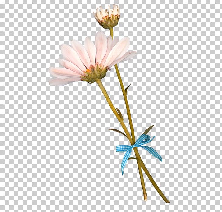 Flower German Chamomile PNG, Clipart, Blog, Bouquet, Carnation, Chamomile, Chr Free PNG Download