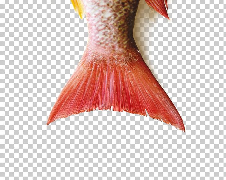 Northern Red Snapper Fish Stock Photography Anisakis PNG, Clipart, Animals, Anisakis, Beak, Bird, Closeup Free PNG Download