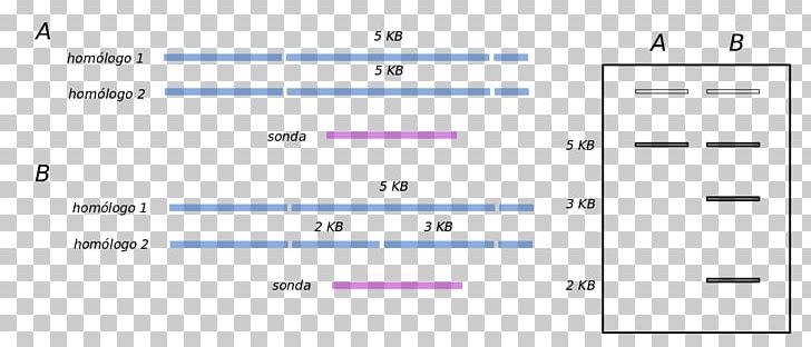 Restriction Fragment Length Polymorphism Southern Blot Amplified Fragment Length Polymorphism Electrophoresis PNG, Clipart, Angle, Blot, Computer Program, Dna, Material Free PNG Download