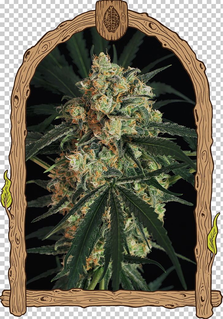 Skunk Autoflowering Cannabis Seed Haze AAA PNG, Clipart, A A, Aaa, Animals, Autoflowering Cannabis, Cannabis Free PNG Download