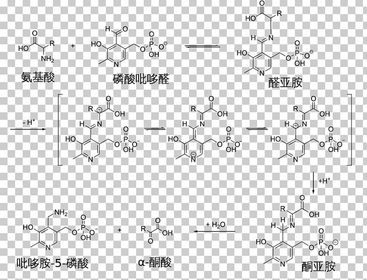 Transamination Pyridoxal Phosphate Reaction Mechanism Schiff Base PNG, Clipart, Aldimine, Ami, Amine, Amino Acid, Amino Talde Free PNG Download