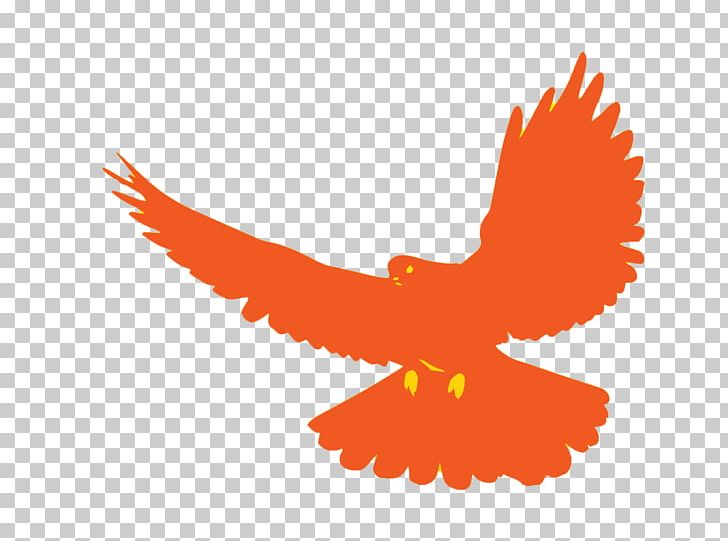 Bird Columbidae Flight PNG, Clipart, Animals, Bald Eagle, Beak, Bird, Bird Flight Free PNG Download