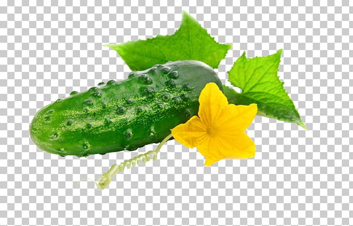 Cucumber Vegetable Seed Red Leaf Lettuce Herb PNG, Clipart, Carrot, Cucumber Gourd And Melon Family, Flowers, Food, Fresh Free PNG Download