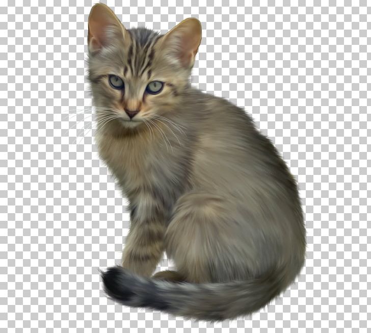 Dog Maine Coon PNG, Clipart, Animal, Animals, Asian, Asian Semi Longhair, Carnivoran Free PNG Download