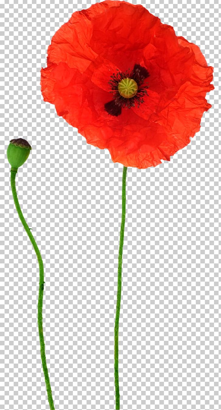 Opium Poppy Flower Red PNG, Clipart, Bud, Common Poppy, Coquelicot, Cut Flowers, Flower Free PNG Download