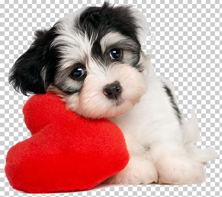 Puppy Havanese Dog Valentine's Day Pet What Dog? PNG, Clipart, Animals, Bichon, Carnivoran, Companion Dog, Cuteness Free PNG Download