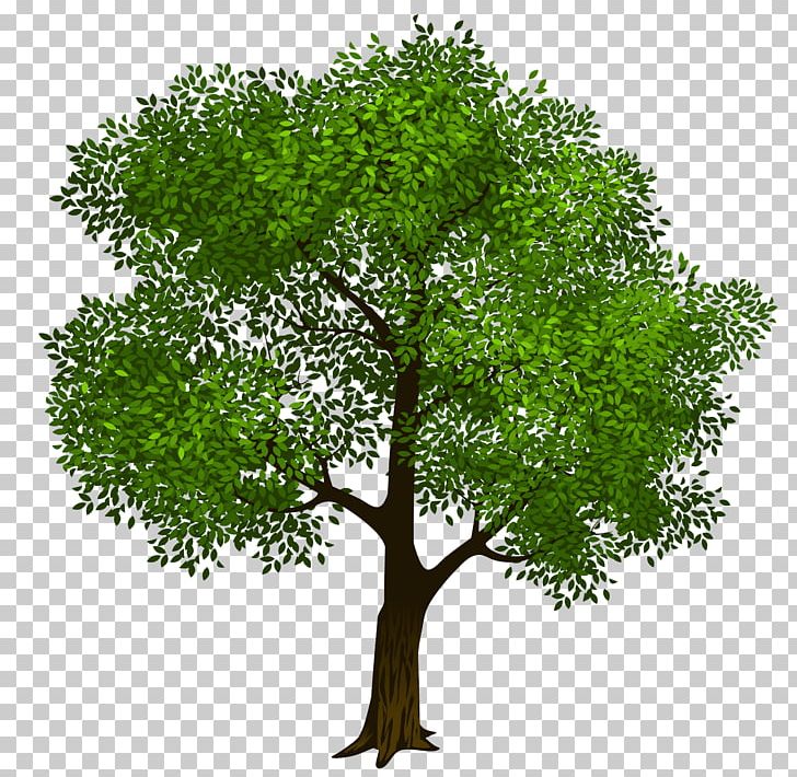 Tree Green PNG, Clipart, Blue Green, Branch, Document, Download, Grass Free PNG Download