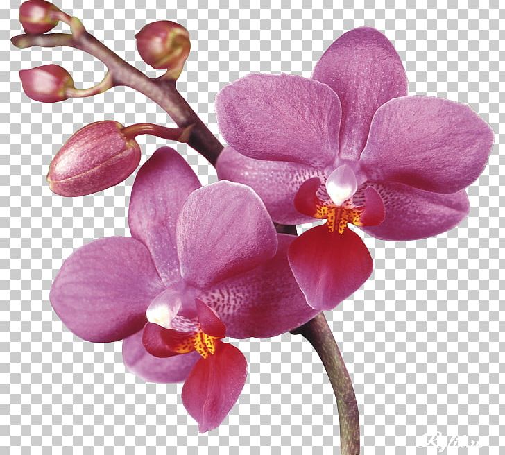 Purple Violet Photography PNG, Clipart, Blossom, Desktop Wallpaper, Download, Flower, Flowering Plant Free PNG Download