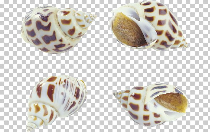 Cockle Sea Snail Seashell Oyster Conch PNG, Clipart, Animals, Bolinus Brandaris, Clam, Clams Oysters Mussels And Scallops, Cockle Free PNG Download