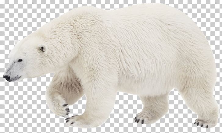 Polar Bear Brown Bear American Black Bear PNG, Clipart, American Black Bear, Animal Figure, Animals, Bear, Bears Free PNG Download