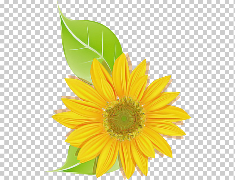 Sunflower PNG, Clipart, Barberton Daisy, Flower, Gazania, Gerbera, Petal Free PNG Download