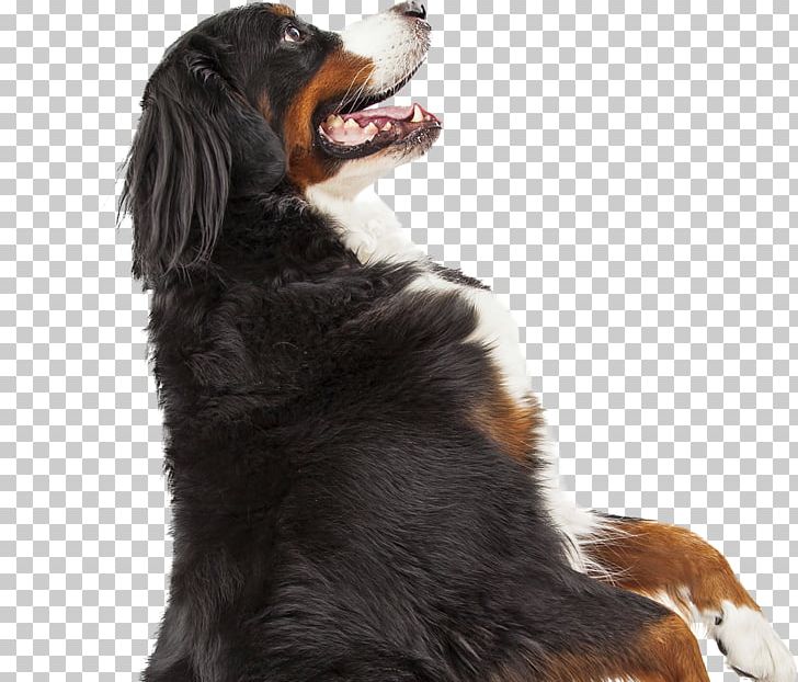 Bernese Mountain Dog Dog Breed Pet Cat Guard Dog PNG, Clipart, Animals, Bernese Mountain Dog, Canidae, Carnivoran, Cat Free PNG Download