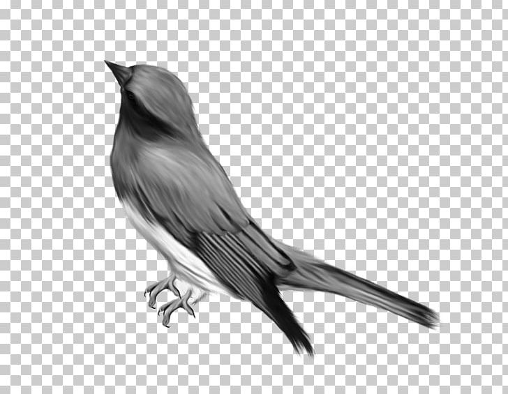 Bird Drawing PNG, Clipart, Animals, Beak, Bird, Black And White, Data Free PNG Download