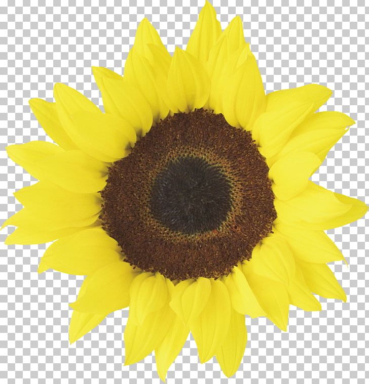 Common Sunflower Red Sunflower PNG, Clipart, Common Sunflower, Daisy Family, Download, Drawing, Flower Free PNG Download