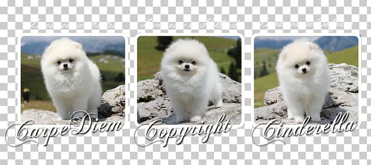 Pomeranian Samoyed Dog Dog Breed Companion Dog Non-sporting Group PNG, Clipart, Breed, Breed Group Dog, Carnivoran, Companion Dog, Dog Free PNG Download