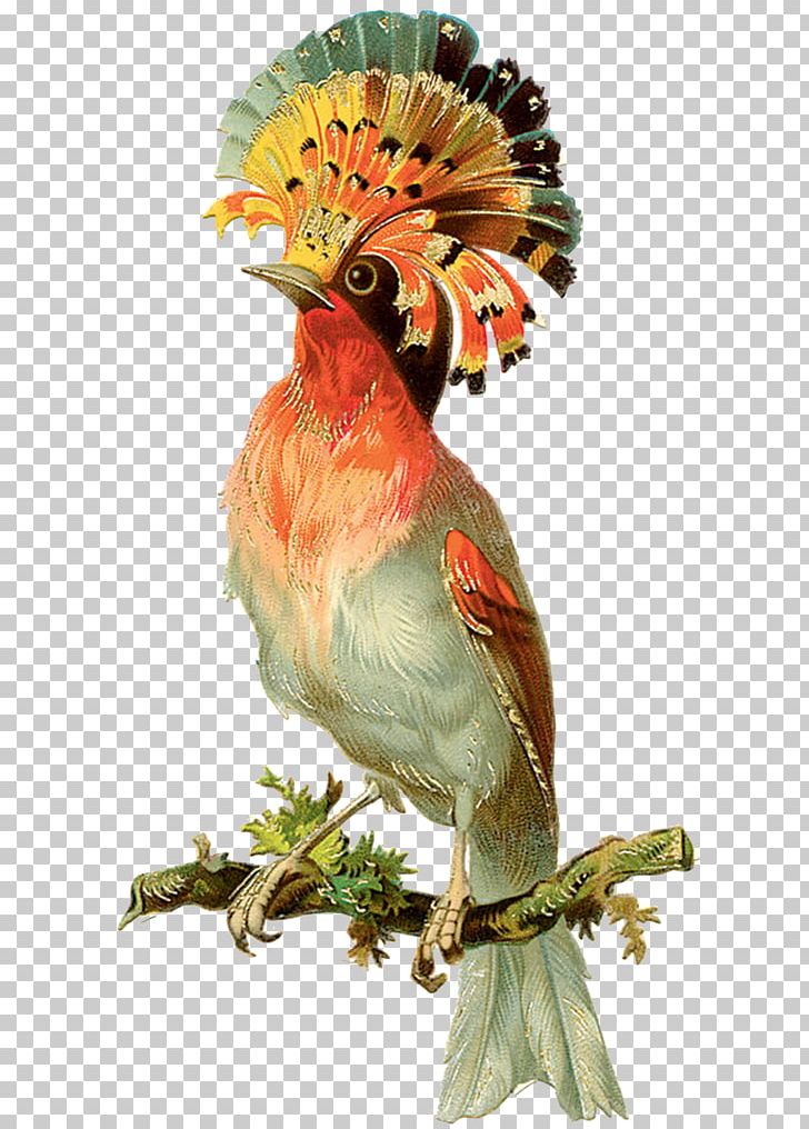 Bird Parrot Victorian Era PNG, Clipart, Animals, Beak, Bird, Bird Day, Chicken Free PNG Download