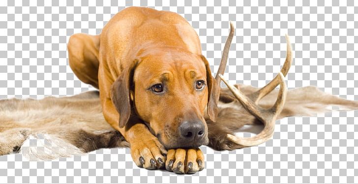 Dog Breed Rhodesian Ridgeback Puppy Redbone Coonhound Broholmer PNG, Clipart, Animals, Antler, Broholmer, Carnivoran, Companion Dog Free PNG Download