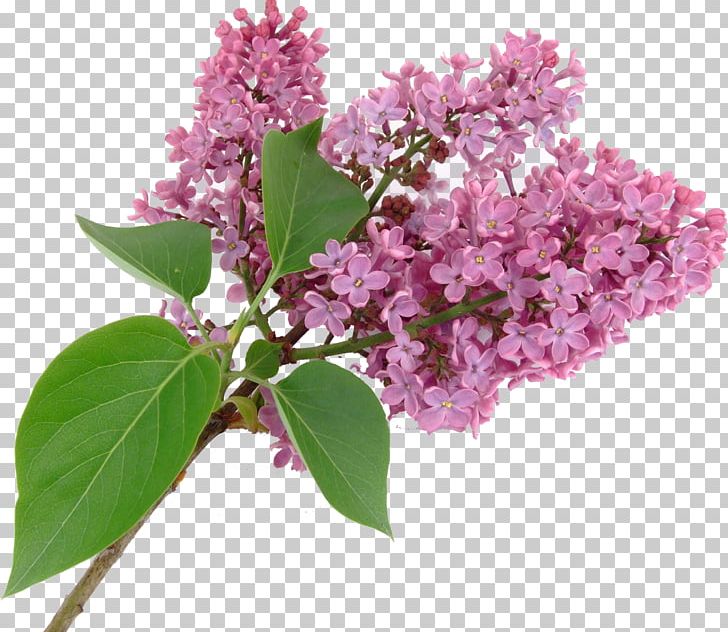 Lilac Syzygium Aromaticum Purple Flower PNG, Clipart, Bonsai, Branch, Flower, Lilac, Nature Free PNG Download