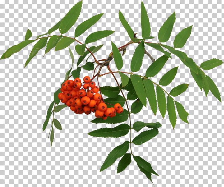 Mountain-ash Tree PNG, Clipart, Ash Tree, Auglis, Berries, Berry, Branch Free PNG Download