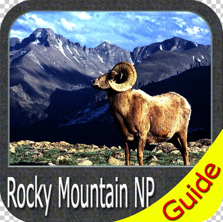 Mummy Mountain Zion National Park Death Valley National Park PNG, Clipart, Animals, Argali, Bighorn Sheep, Colorado, Cow Goat Family Free PNG Download