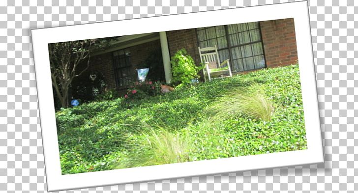 Window Landscape Property Grasses Tree PNG, Clipart, Crape Myrtle, Family, Grass, Grasses, Grass Family Free PNG Download