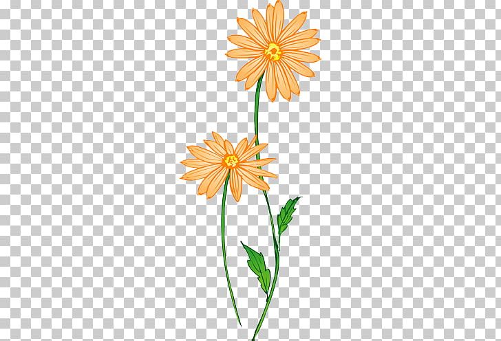 Chrysanthemum Tea Flowering Tea Calendula Officinalis Illustration PNG, Clipart, Adobe Illustrator, Angle, Cale, Color, Dahlia Free PNG Download