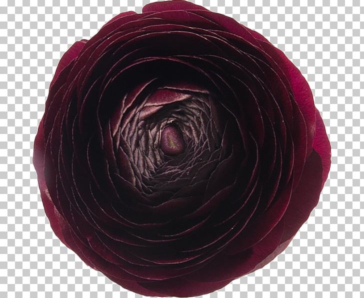 Garden Roses Flora: S Cut Flowers Buttercup PNG, Clipart, Arum Lilies, Arumlily, Buttercup, Cut Flowers, Flora Images Free PNG Download