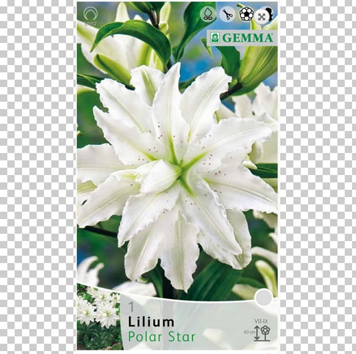 Golden-rayed Lily Bulb Plant Lilium 'Anastasia' Oriental Hybrids PNG, Clipart,  Free PNG Download